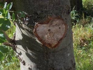 Herz im Baum entdeckt