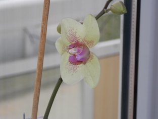 Orchidee mit frischer Blüte